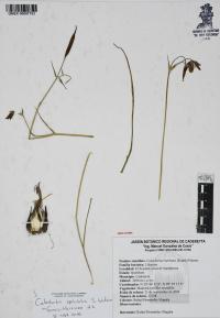 Calochortus spatulatus image